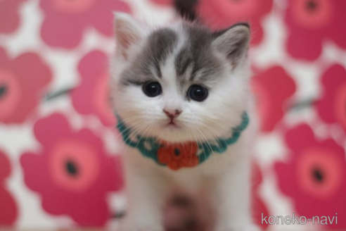 成約済の東京都のマンチカン-70817の4枚目